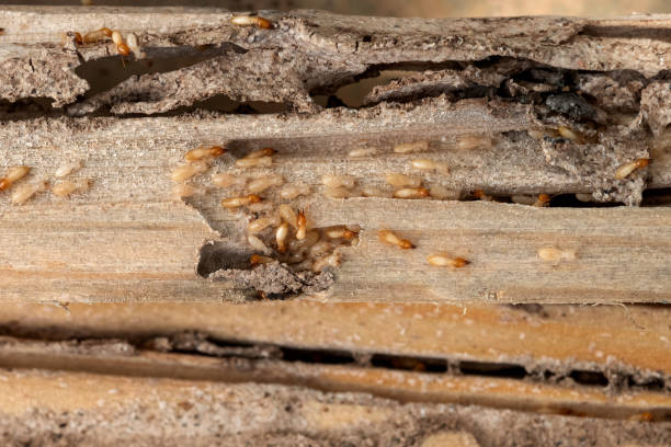Best Residential Pest Control  in Evergreen Park, IL