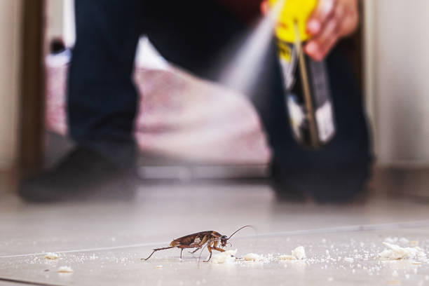 Best Wasp Removal Services  in Evergreen Park, IL